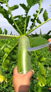 (KEMASAN PREMIUM) BIJI/BENIH LOBAK HIJAU/GREEN RADISH