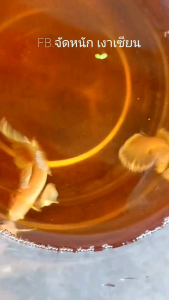 ปลากัดหูช้างทอง เลือกผู้+เมีย😍 3 ตัวใหญ่ ปลากัดสวยๆ❤️ ปลากัดสีมงคล 🥰❤️ ตัวใหญ่พร้อมผสมพันธุ์ สำหรับคนขนาด 1