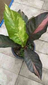 โชคเก้าชั้นดำด่างชมพูม่วง กระถาง 12-15 นิ้ว แข็งแรงไม้เมล็ด ส่งพร้อมกระถาง