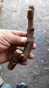 ไม้กาฝากแท้ๆเก่ามากๆจำไม่ได้แล้วว่าคือไม้กาฝากอะไร