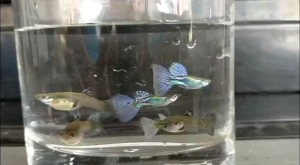 Purple Grass Guppy Pair