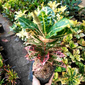 TANAMAN HIAS PURING KURA-KURA / TANAMAN HIAS HIDUP