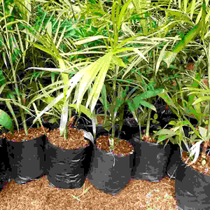 TANAMAN HIAS PALEM KOMODORIA 1 METER