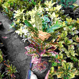 PAKET 3 TANAMAN HIAS PURING KURA-KURA