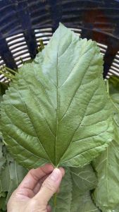 ใบหม่อนสด Freash Mulberry Leaves เลี้ยงหนอนไหม คนกินดี สัตว์กินได้ ปลูกธรรมชาติ ปลอดสารพิษ เก็บสดพร้อมส่ง