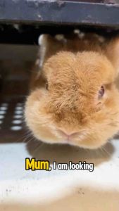 Luobogu Sayur-sayuran kering/Epal kering/Strawberi kering/Kepingan betik kering/Lobak merah utk arnab/Dried Vegetables/ Dried Apple/Dried Strawberry/Dried Papaya Slice/Dried Carrot Pet Food & Snacks for rabbits Guinea pigs chinchillas & small animals