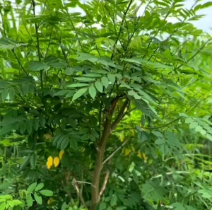 BIJI/BENIH INDIGOFERA SUPER (TANAMAN PAKAN TERNAK)