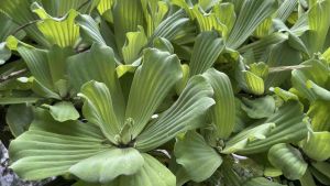 จอกแหนกุหลาบ จอกดอกกุหลาบ พืชลอยน้ำ Water Lettuce ชุด 15 ดอกใหญ่ 60 บาท