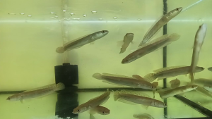 Channa Yellow sentarum 4inch