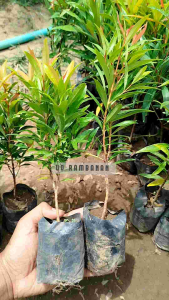 Promo 3 pcs bibit tanaman bunga pucuk merah