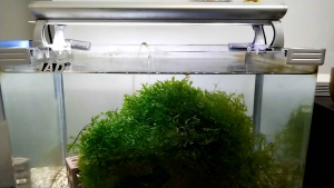 🔥1 Pack🔥Pelia Moss Easy To Grow