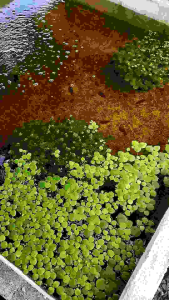 จอกญี่ปุ่น สวยงาม เป็นที่นิยมมากสำหรับอ่างบัวหน้าบ้าน มองดูแล้วร่มรื่น เลี้ยงง่าย ชอบแดดรำไร ส่งไว จากฟาร์ม