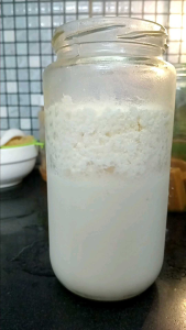 nấm sữa kefir ( nấm làm sữa chua) Nấm Kefir Lên Men Lactic Thực Phẩm Lên Men Từ Nấm - Lazada