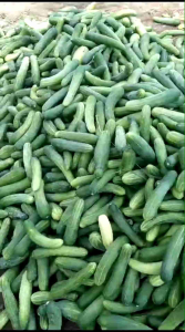 (TERLARIS) Benih Timun TOPAS 20 Gram Isi 800 Biji Timun Lalap Buah Lebat Berkualitas Unggul Steril Anti Virus Panen Berkali Kali