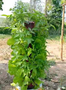 กระถางปลูกผักแนวตั้ง( ชุดทดลองปลูก) พร้อมชุดอุปกรณ์ ถังน้ำ 40 ลิตรพร้อมก็อกน้ำ ท่อพีวีซี 6 นิ้ว ช่องปลูก 24 ช่อง ปลูกผักเป็นเรื่องง่าย เพื่อให้แน่ใจว่าผักได้รับน้ำ ปุ๋ย และสารอาหารที่เพียงพอ และปลอดภัยสำหรับผู้บริโภค