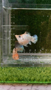 อาหารปลาบอลลูน*ปลาบอลลูนลิปมันทอง