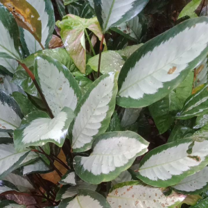 Tanamanhias Calatea Dakstar