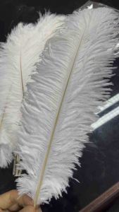 Bulu Kasuari 35-40 cm: Bahan Alami Untuk Dekorasi Rumah