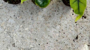 Alocasia Variegated Jacklynล๊อตลุ้นด่างกระถางขนาด4-5นิ้ว อนุบาลมากกว่า2เดือน