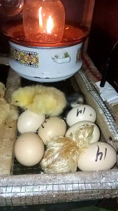 telur fertil ayam Elba untuk ditetaskan