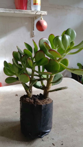 Live jade plant (Crassula ovata) in polybag with thick stems and fleshy green leaves.