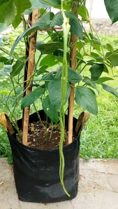 (KEMASAN PREMIUM)BIJI/BENIH TANAMAN KACANG PANJANG IMPORT ( isi -+30 butir)