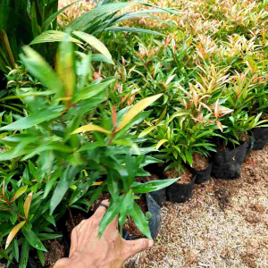 Tanaman Hias Pucuk Merah & Pagar Pucul Merah: Tips & Informasi