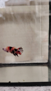 Haftmoon Plakat Betta Fish - AOC (Junior)