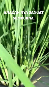 BENIH PADI PANDAN WANGI 1kg.