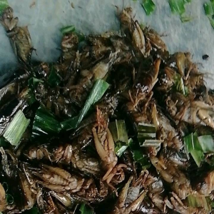 จิ้งหรีดธรรมชาติทอดกรอบ40ตัว