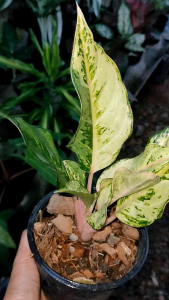 ต้นลัคกี้หรือต้นโชคดิฉันไม้มงคลตระกูลอโกลนี่ (Aglaonema Lucky) ราคาที่สุด 4-5 นิ้ว ราคาที่ประมาณ 30-50 บาท