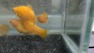 PROMOTIONS Golden Molly 8ekor ikan hidup live fish