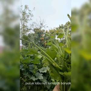 BENIH TANAMAN PUCUK LABU IMPORT (KEMASAN ORIGINAL)