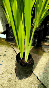 ต้นไอริสน้ำ ดอกเหลือง organic