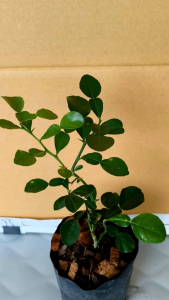 ต้นมะกรูดเพาะเมล็ด organic