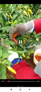 Benih Bibit Cabe Rawit Berdompol ORITOP F1 Kemasan 10 Gram