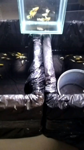 (孔雀鱼) 24k黄金缎带1套3对 (Guppy) 24k gold ribbon 1 set 3 pairs