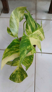 Epipremnum pinnatum Yellow Flame variegated tropical climbing plant in polybag for indoor or outdoor use.