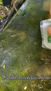 ของแท้ ส่งด่วน ผงกำจัดตะไคร่น้ำเขียว 1 ซองไม่ต้องขัดโรยผงบนพื้น 10 นาทีคราบออกเกลี้ยง ใช้ได้ทั้งบนพื้นปูน พื้นกระเบื้อง หินอ่อน ทรายล้าง