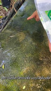 มีรับประกัน ผงขจัดตะไคร่เขียว ตะไคร่น้ำบนพื้นปูน พื้นกระบื้อง หินอ่อน  ทรายล้าง บนพื้น 2 ซอง ของแท้ ส่งด่วนจากประเทศไทย