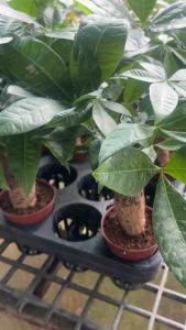 ศุภโชคบอนไซ ไม่รวมกระถาง เน้นโคนใหญ่ 4นิ้ว 1ต้นตัดแต่งต้นโคนอวบใบสวไม้มงคลเขย่าเงินเรียกทรัพย์แดดรำไรในร่มเสริมฮวงจุ้ย