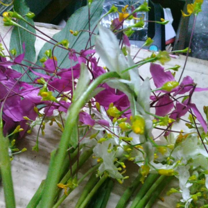 ดอกเข้าพรรษา ดอกจะก่า200g..