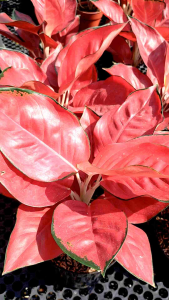 SESUAI VIDEO Tanaman Hias AGLONEMA SUKSOM JAIPONG LOKAL ANTI LONYOT