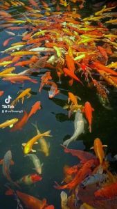 LƯỚI 3 MÀNG BẮT CÁ HÀNG ĐẶT THỢ CHIỀU CAO 2M3M CHIỀU DÀI 80M