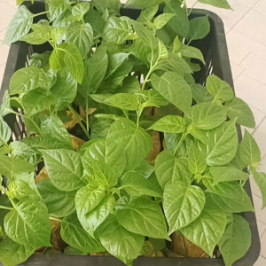 10 cây giống ớt peru