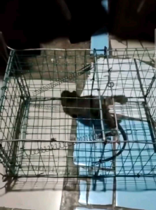 Perangkap Tikus Masal /jebakan tikus termurah cod