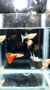 （孔雀鱼）天空蓝缎带 1对 天空红缎带 1对 1套2对 (Guppy) Sky blue ribbon 1 pair Sky red ribbon 1 pair 1 set of 2 pairs