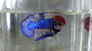 Halfmoon Plakat HMPK Betta Fish / Ikan Laga/ 斗鱼 / Live Fish ❗️Fish same as order❗️Not random pick❗️1