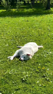 แชมพูสุนัข แมว VegDogs PetsCare สูตรที่ 2 Smooth & Strong เหมาะกับสุนัขและแมวทุกสายพันธ์ุ ใช้ต่อเนื่องเพื่ออาบทำความสะอาดและบำรุงผิวเละขนนุ่มยาวขึ้น