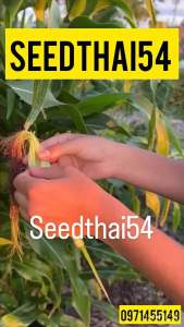 เมล็ดข้าวโพดฝักอ่อน40-50 เมล็ด